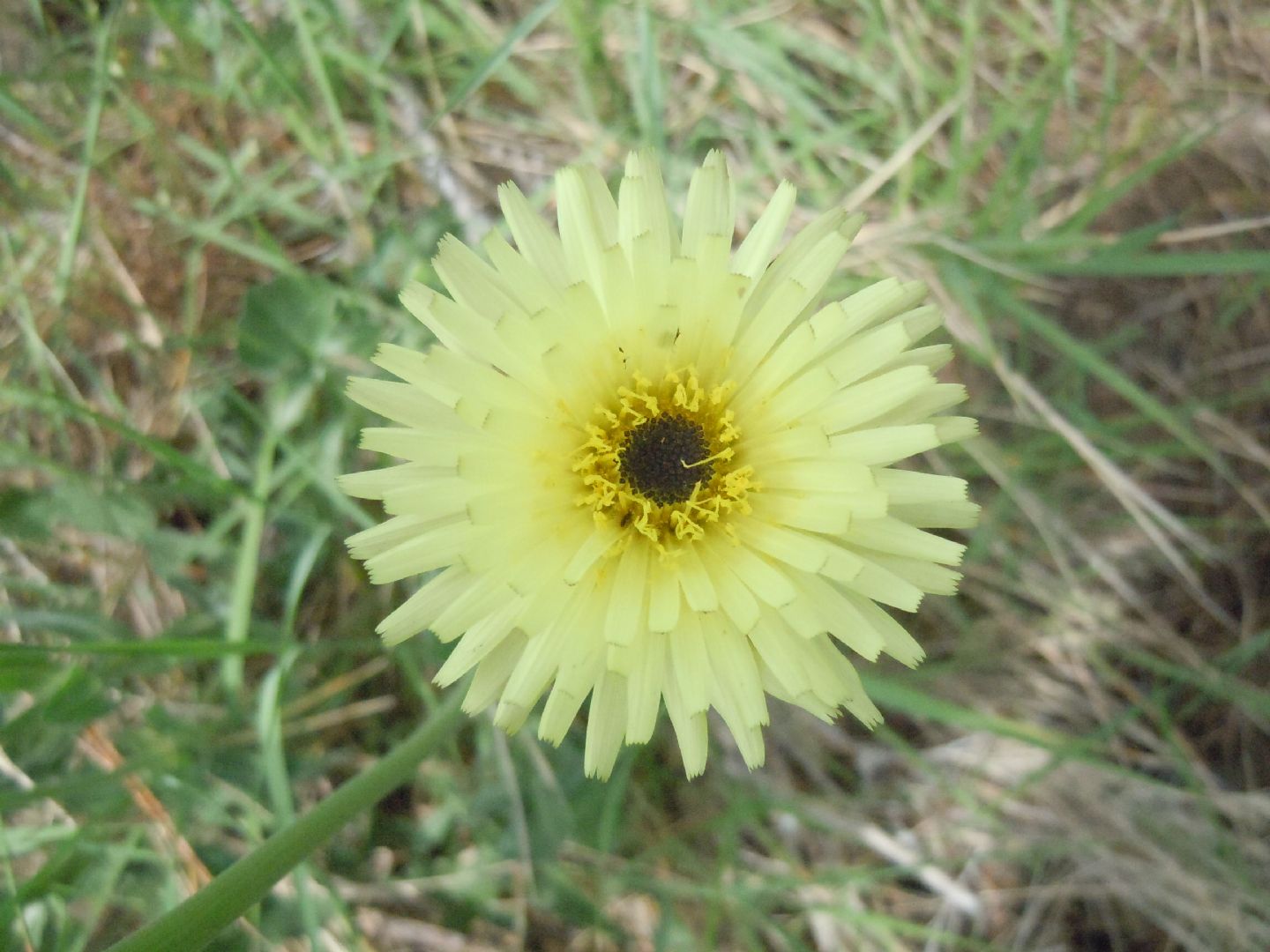 Urospermum dalechampii